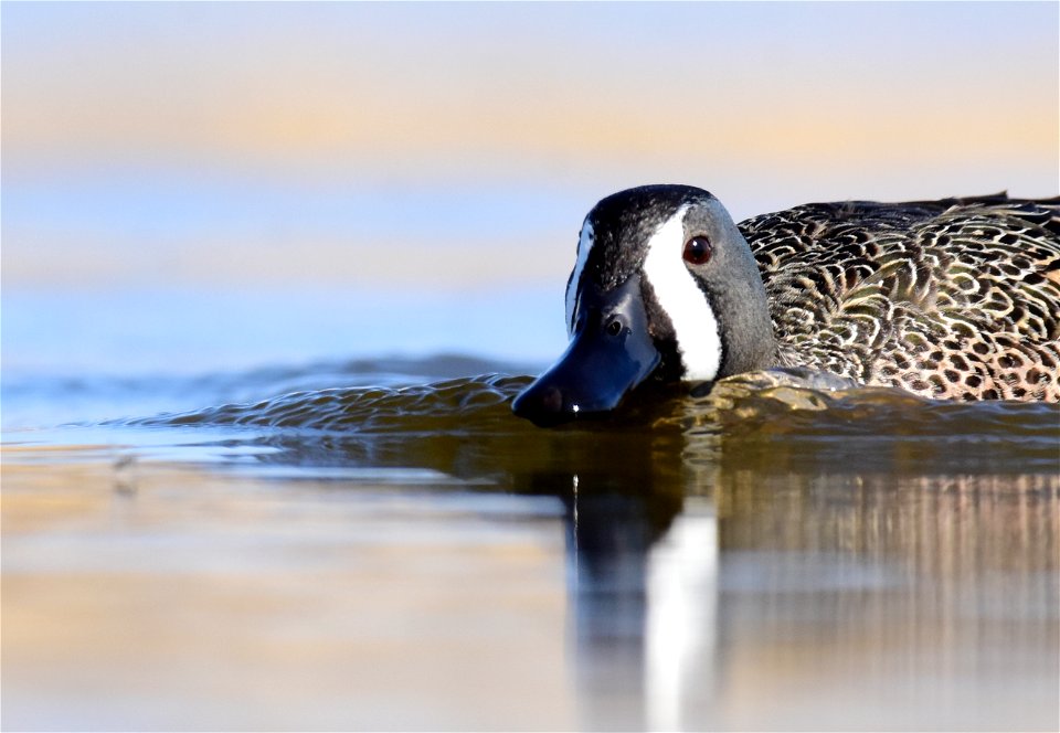 Blue-winged teal at Seedskadee National Wildlife Refuge