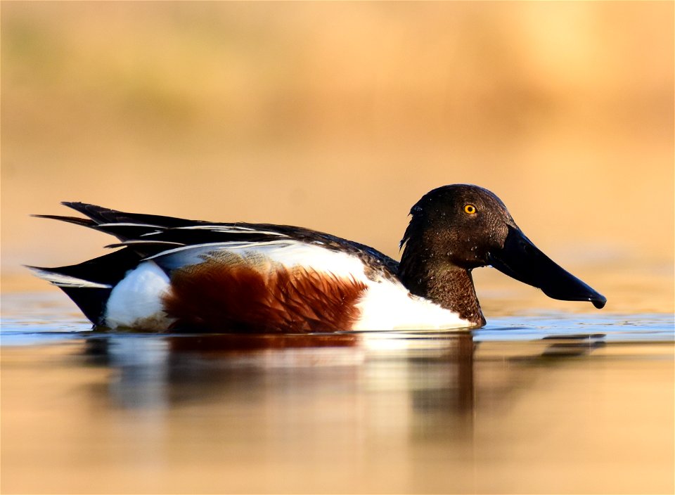 Northern shoveler at Seedskadee National Wildlife Refuge