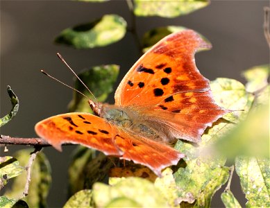 QUESTION MARK (Polygonia interrogationes) (01-17-2022) national butterfly center, mission, hidalgo co, tx -03