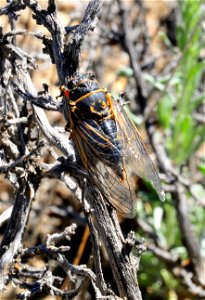 Sagebrush cicada at Seedskadee National Wildlife Refuge Wyoming