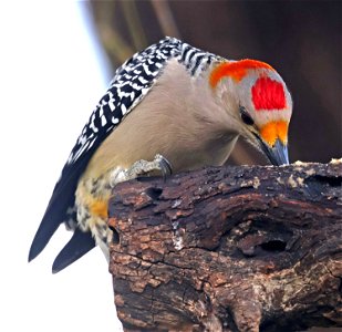 526 - GOLDEN-FRONTED WOODPECKER (12-31-2022) americana rv park, palmview, hidalgo co, tx -05