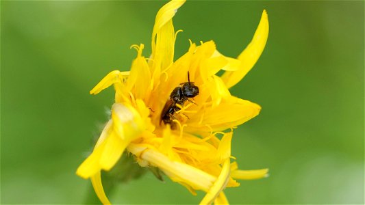 Die kleine Biene nutzt die Blüte des Wiesen-Pippau als Unterschlupf