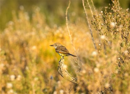 Sparrow on the Carrizo Plain photo