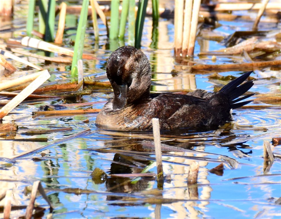 Ruddy duck at Seedskadee National Wildlife Refuge