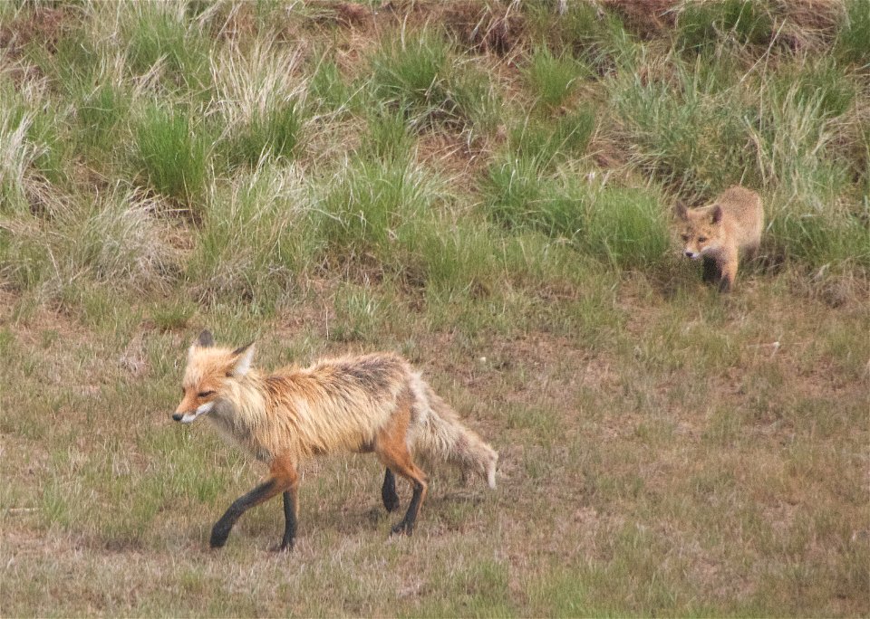 Learning to Be a Fox