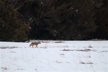 Coyote on Karl E. Mundt NWR South Dakota photo