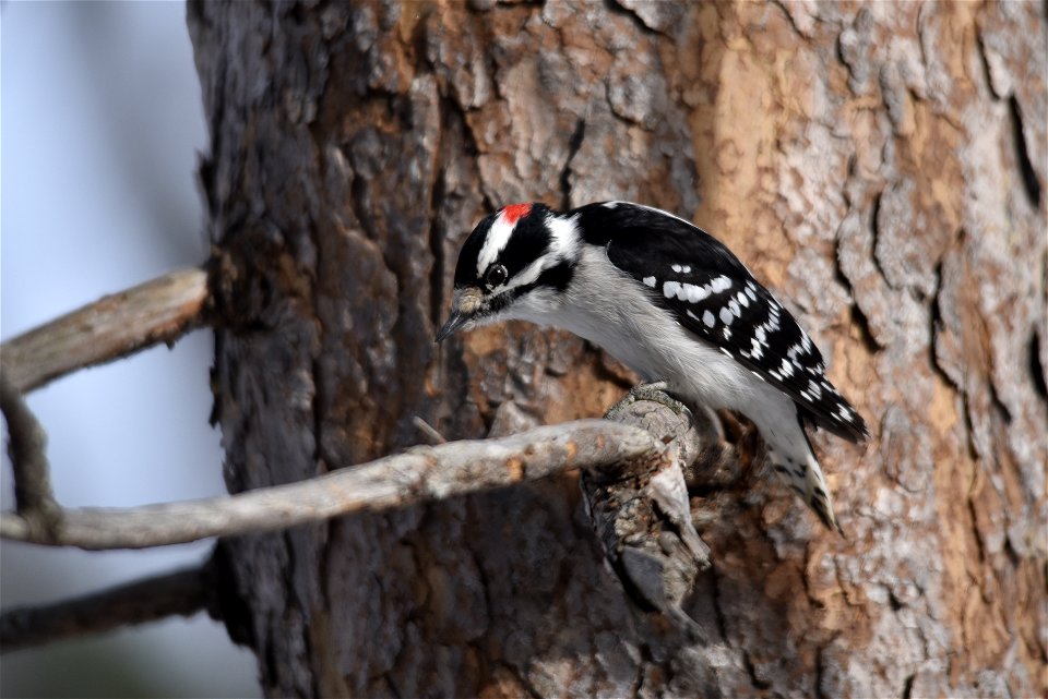 Downy woodpecker perched on a tree