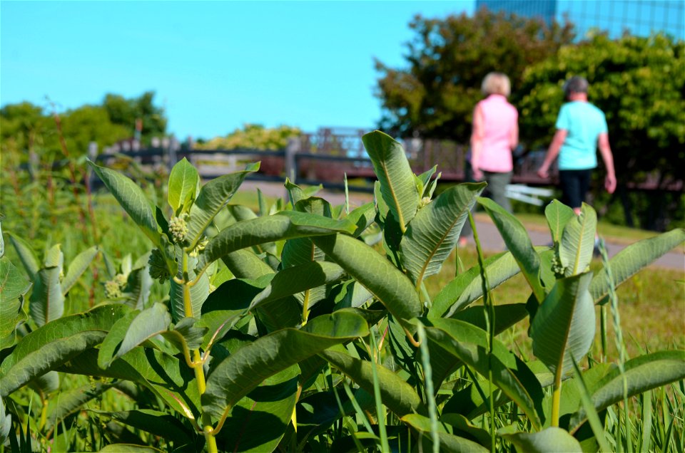 Walking by common milkweed