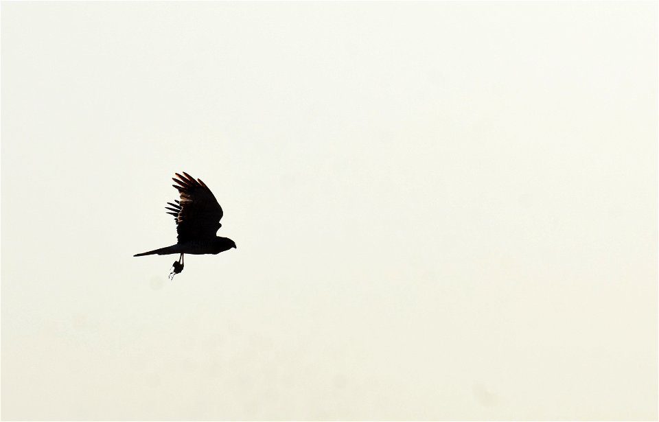 Northern harrier on Seedskadee Natioanal Wildlife Refuge