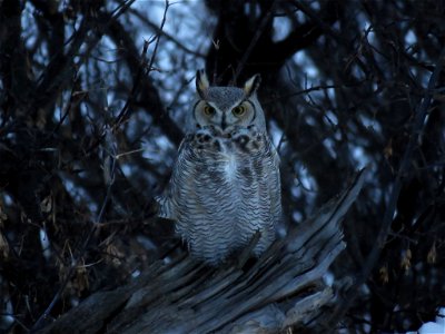 Great Horned Owl photo