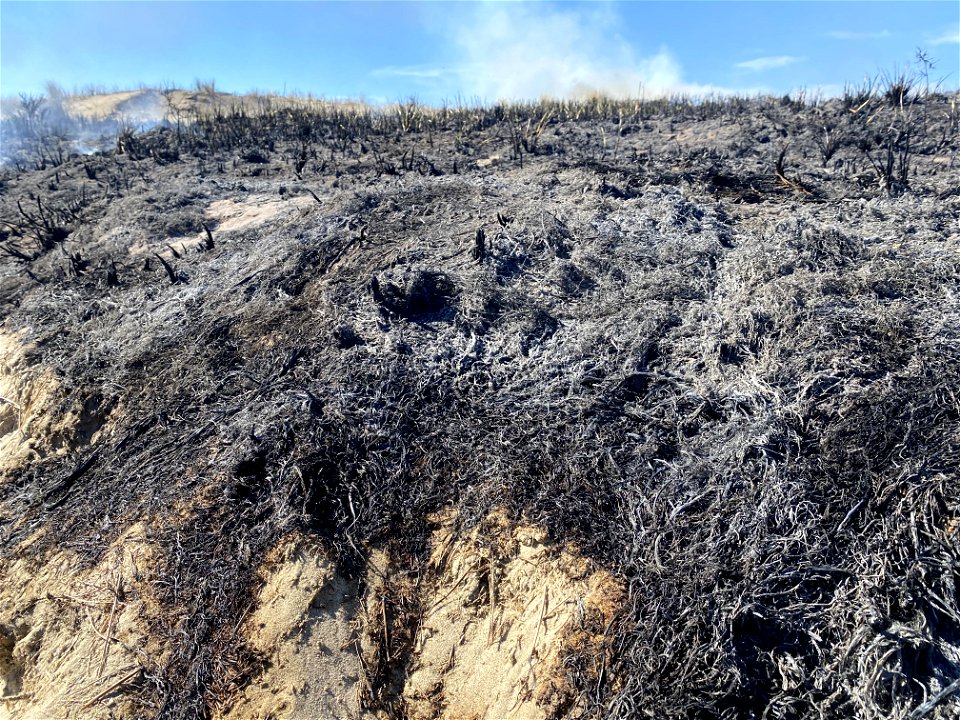 Siuslaw Oregon Dunes Prescribed Burn 2022 photo