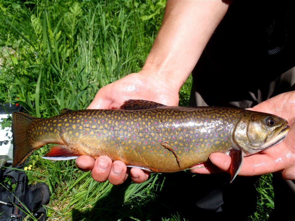 Brook Trout