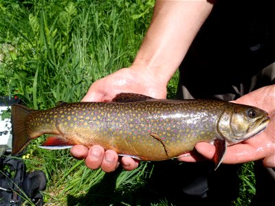 Brook Trout photo