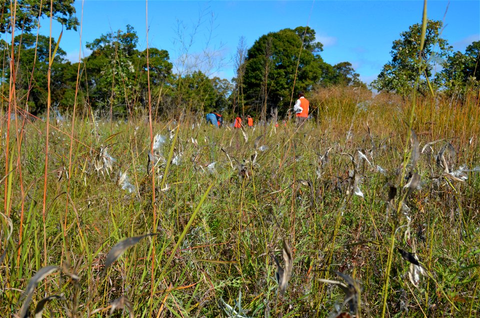 Wholred milkweed collecting
