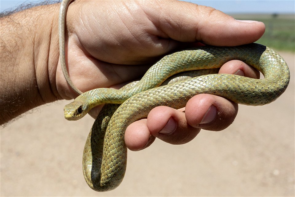 Coluber constrictor mormon