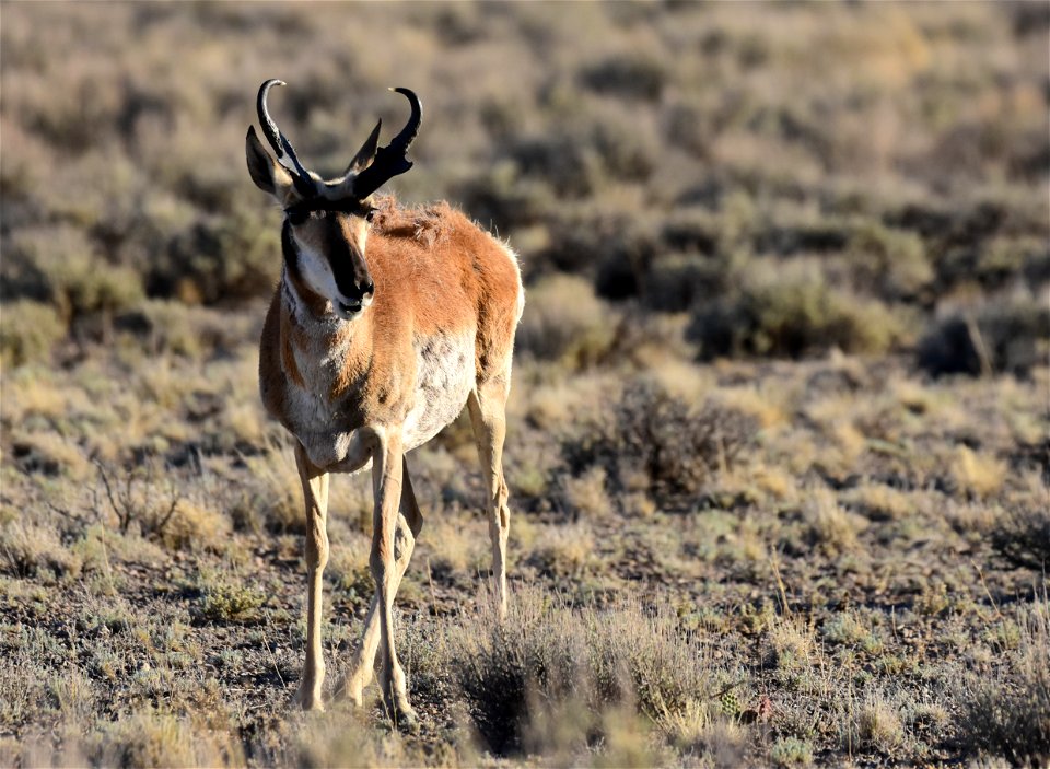 Pronghorn at Seedskadee National Wildlife Refuge