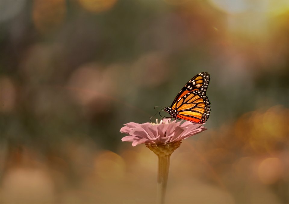 Monarch Butterfly during migration in Utah. Photo Credit USFWS/Clint Wirick