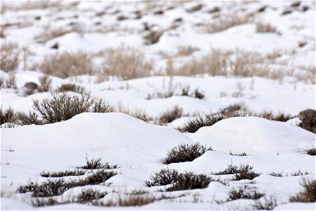 Greater sage-grouse on Seedskadee National Wildlife Refuge photo