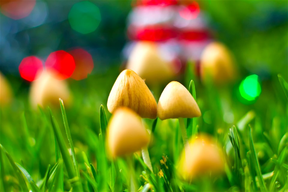 Christmas Fairy Ring-3