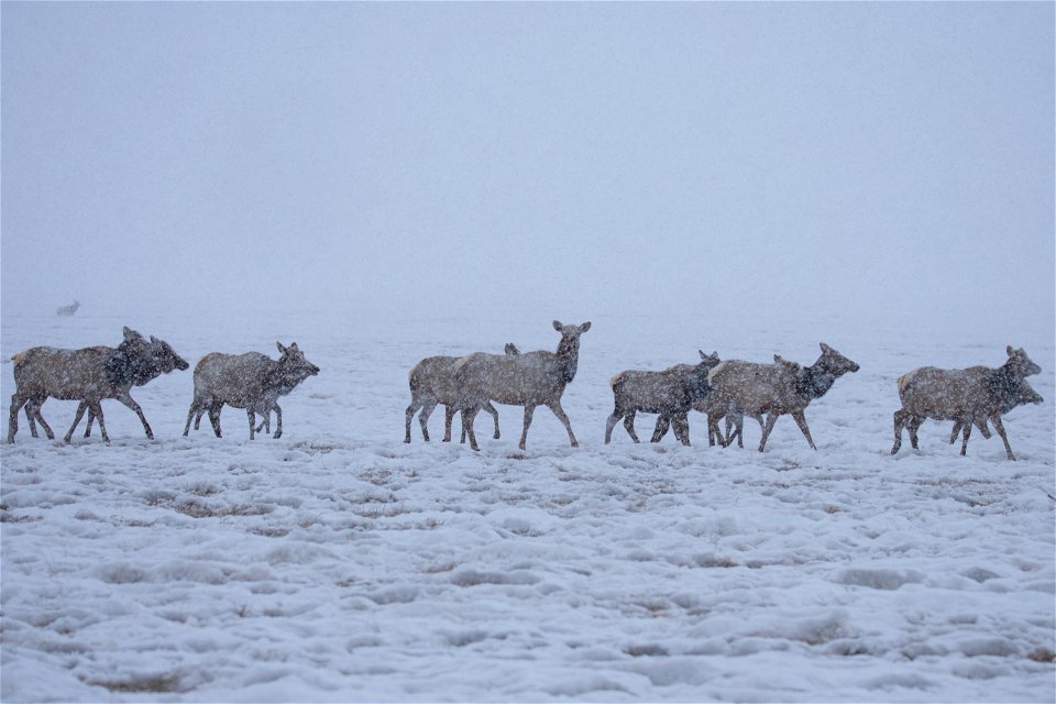 Wintering Elk on the National Elk Refuge