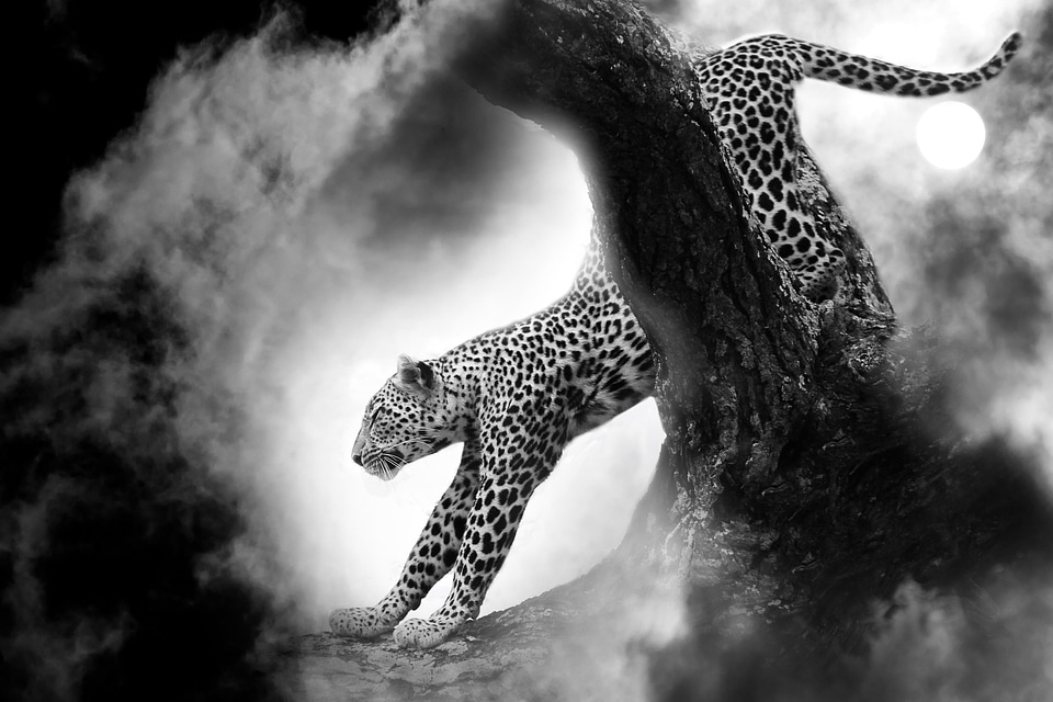 Leopard animals raid