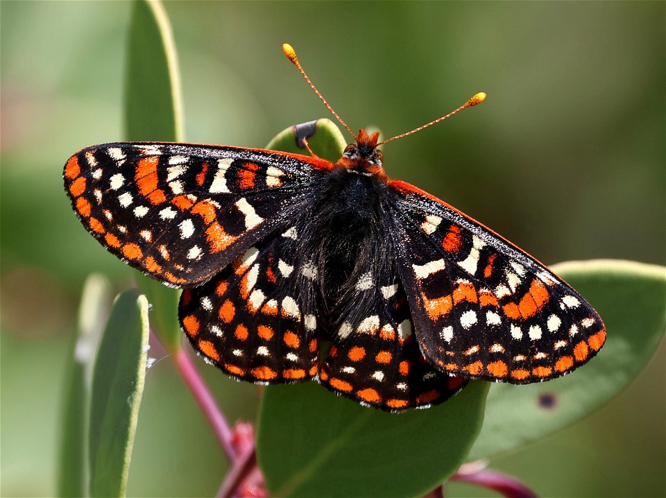 CHECKERSPOT, SNOWBERRY (Euphydryas colon) (04-28-2023)  upper eight dollar road, josephine co, or -01