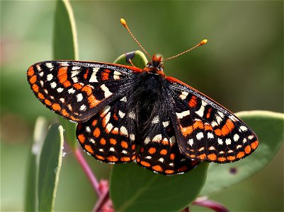 CHECKERSPOT, SNOWBERRY (Euphydryas colon) (04-28-2023)  upper eight dollar road, josephine co, or -01