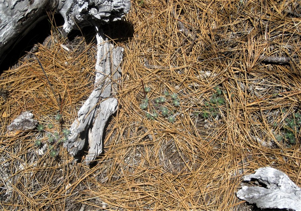 Lassics lupine spotted beneath pine needles and other debris