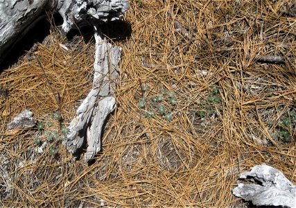 Lassics lupine spotted beneath pine needles and other debris photo