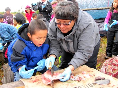2015_Selawik_SC_learning from elders Selawik