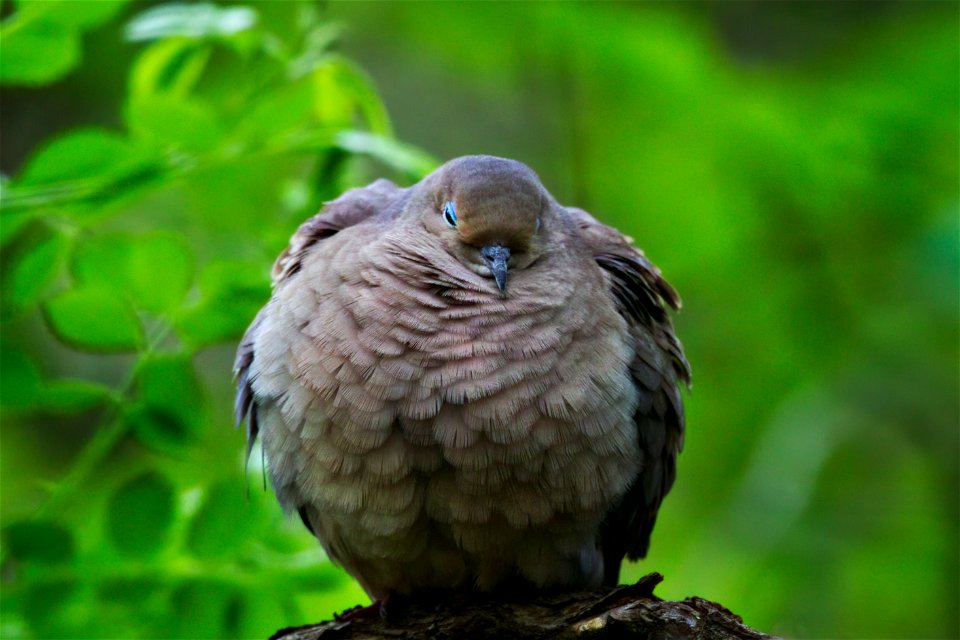 Comfy poofy mourning dove