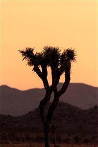 Joshua tree (Yucca brevifolia) photo