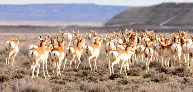 Pronghorn at Seedskadee National Wildlife Refuge photo