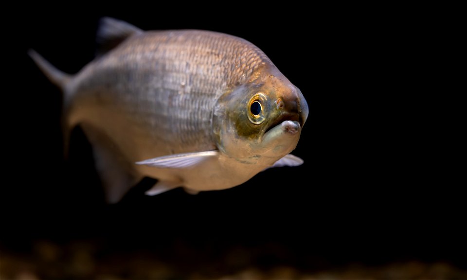 Goldeye (Hiodon alosoides)