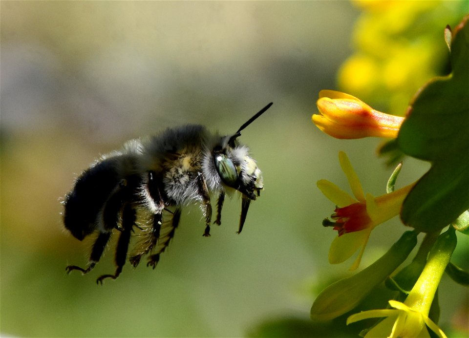 Digger bee at Seedskadee National Wildlife Refuge