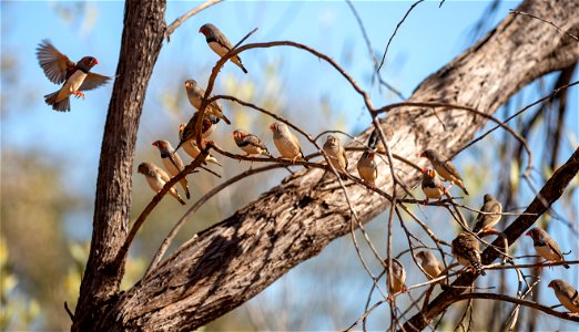 Zebra finch photo