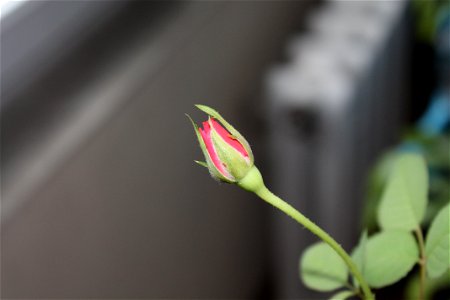 trandafir_mic2012_0408_084227