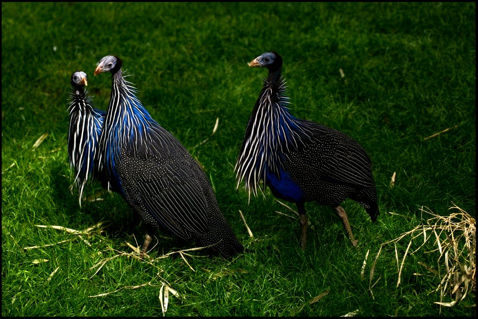 Vulturine Guineafowls