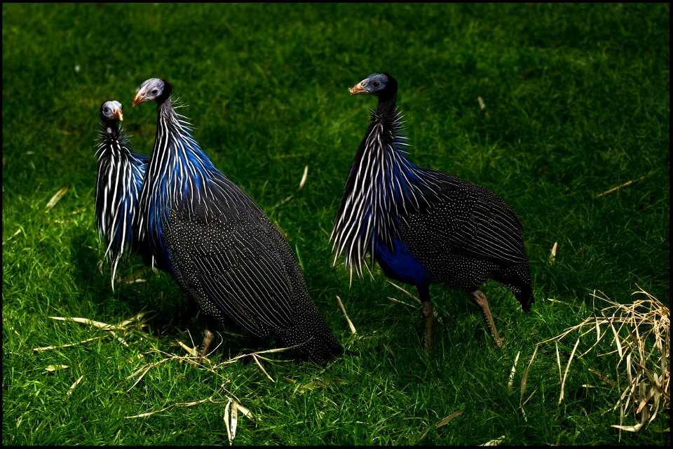 Vulturine Guineafowls photo