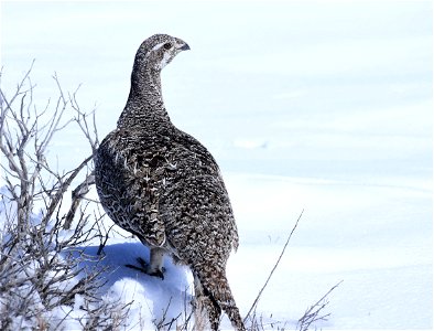 Greater sage-grouse on Seedskadee National Wildlife Refuge