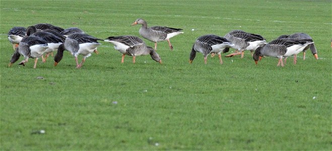 A flock of Greylag Geese feeding on the football grounds photo