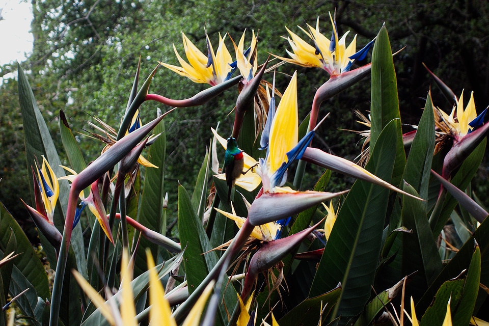 Bird nature animal