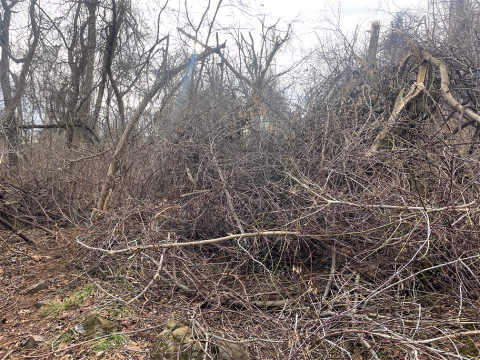 Ice Storm Cleanup North District/Fox Hollow Trail
