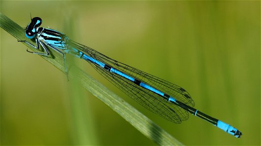 Coenagrion puella (Hufeisen-Azurjungfer) - Männchen