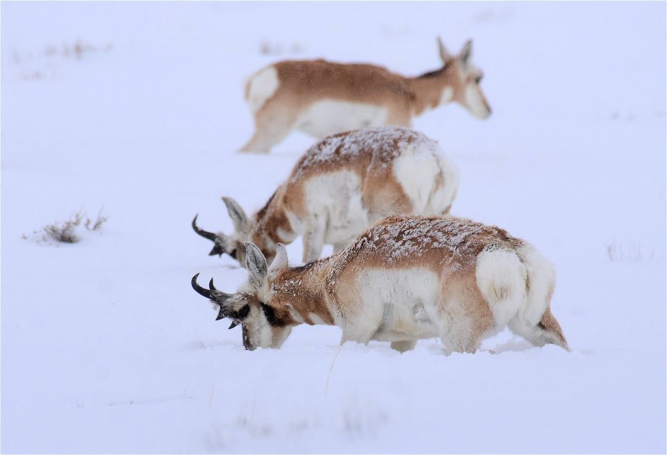 Pronghorn on Seedskadee National Wildlife Refuge