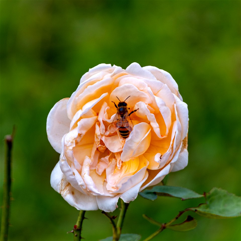 Day 291 - "The hum of bees is the voice of the garden." - Elizabeth Lawrence