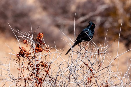 Male Phainopepla photo