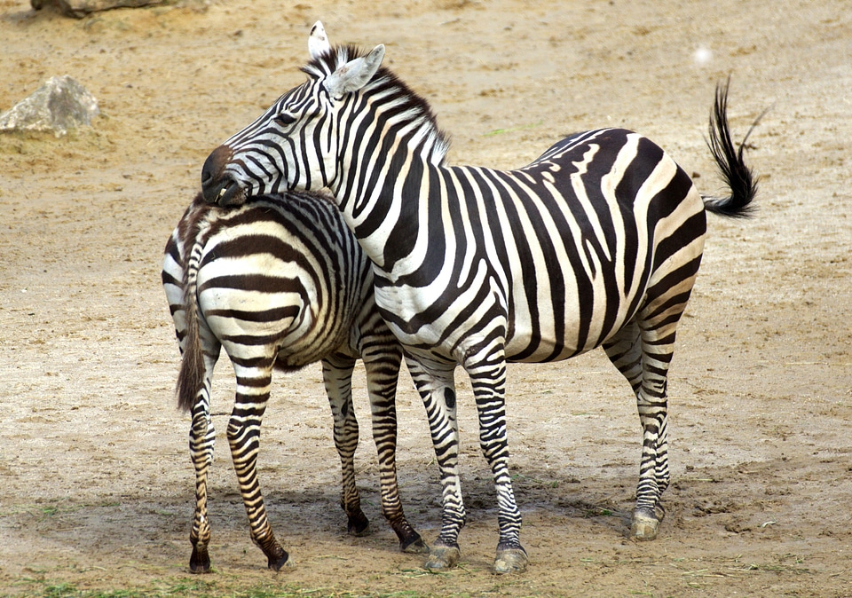 Zebra stripes zoo africa