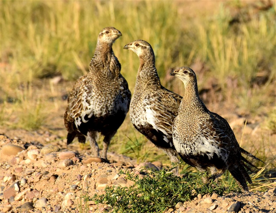 Greater sage-grouse at Seedskadee National Wildlife Refuge