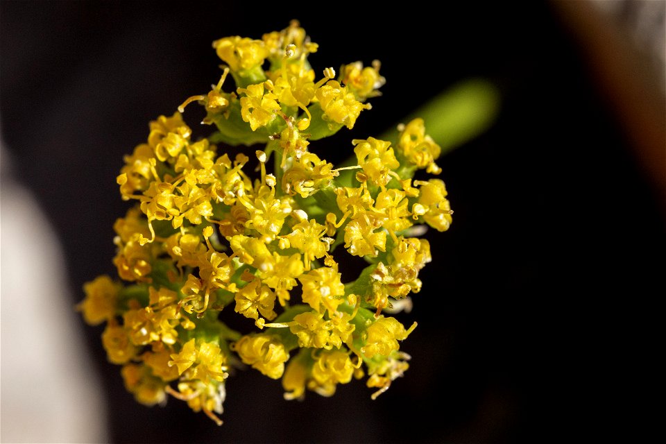 Cymopterus sessiliflorus